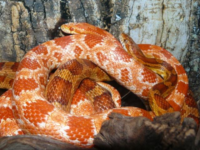 Pantherophis guttatus