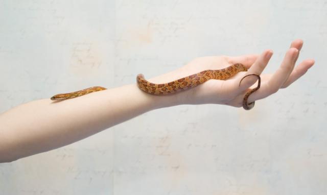 P. guttata