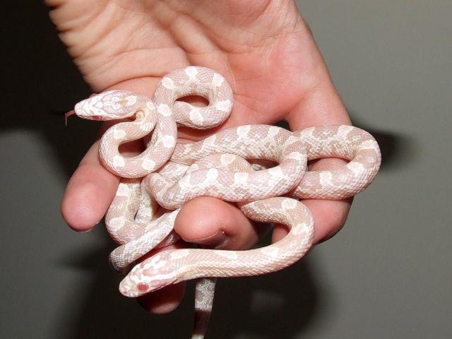 Elaphe guttata