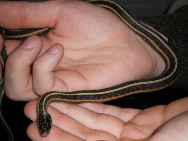 Dar Thamnophis Sirtalis