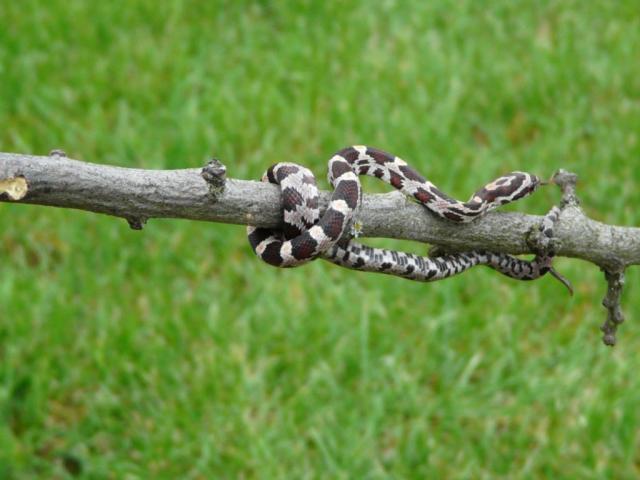 Gal Pantherophis guttatus