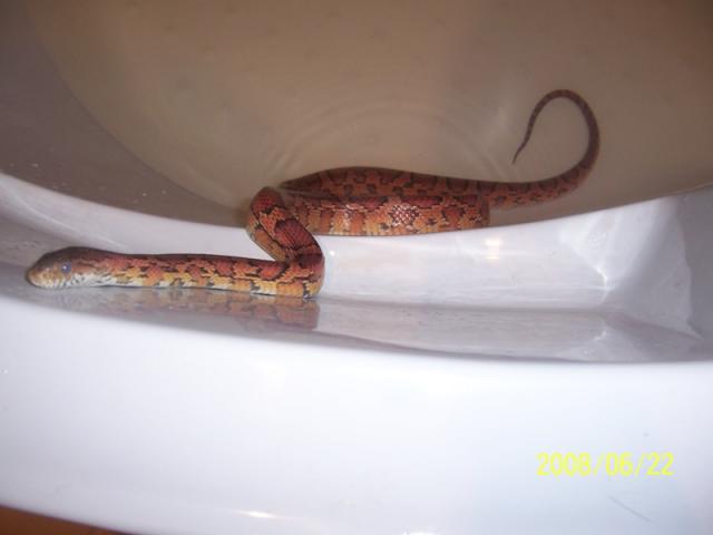 P.guttatus