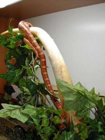 Kukurūzas