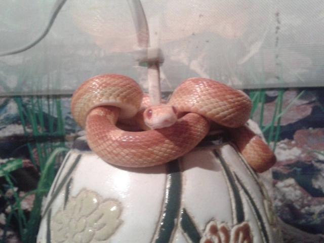 P.Guttatus