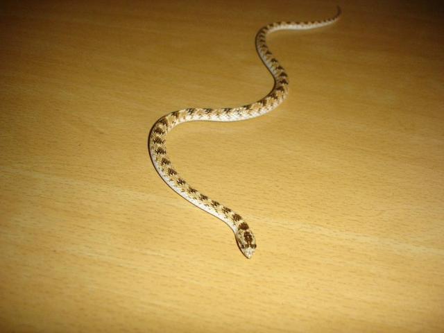 Diadema