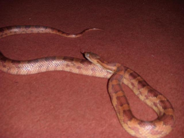 Kukurūzas