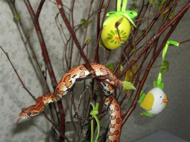 P.guttatus