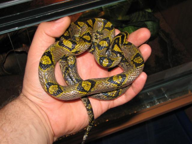 Euprepiophis mandarinus 3