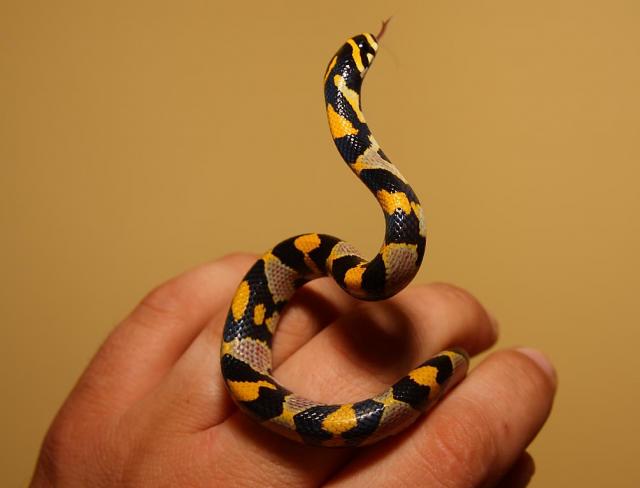 Euprepiophis mandarinus