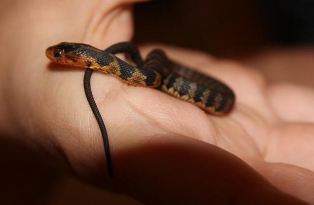 Nerodia fasciata jauniklis