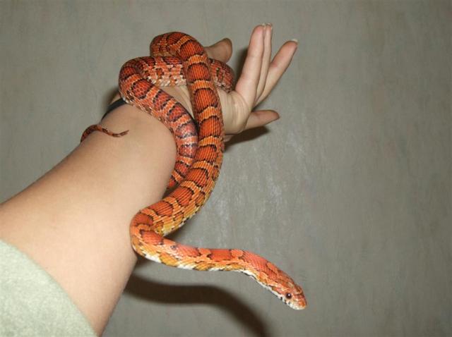 P.guttata