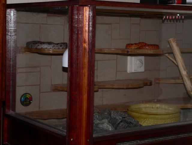 Žalčiai
