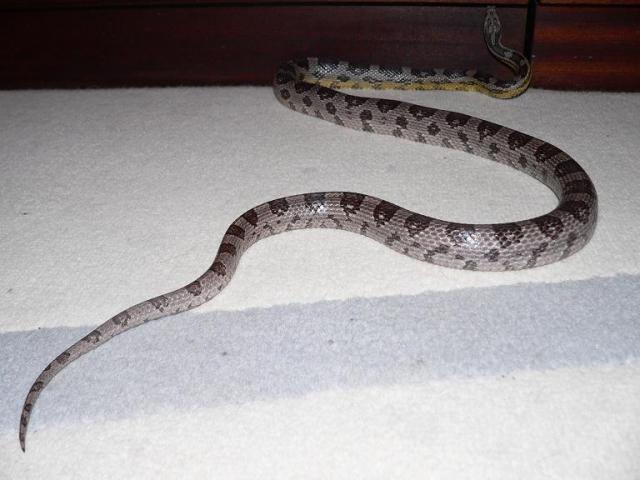 Black albino