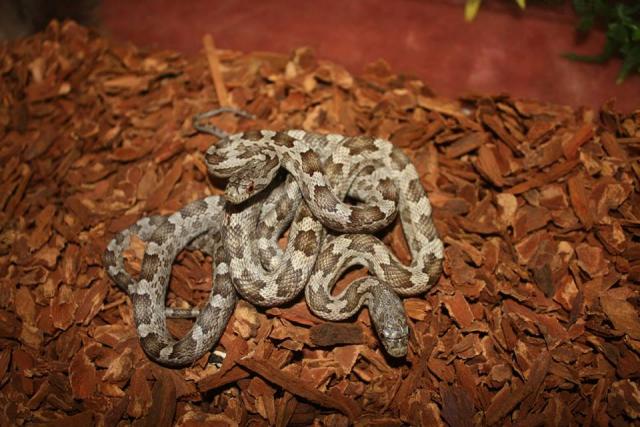 Pantherophis obsoletus