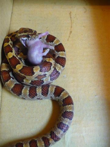 P. guttatus