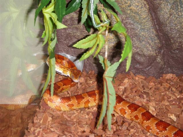 Snake