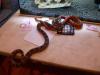 Spausk peržiūrai snakes_t1.jpg