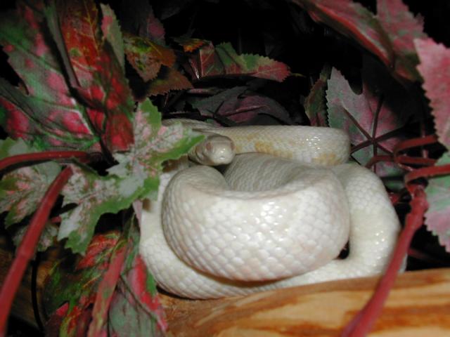 snowcorn