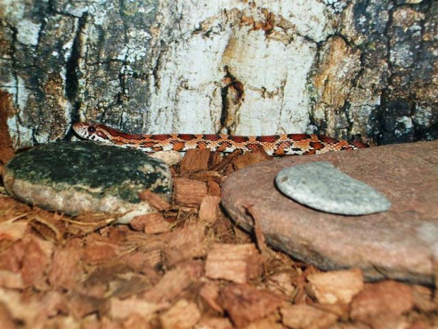 P. guttatus