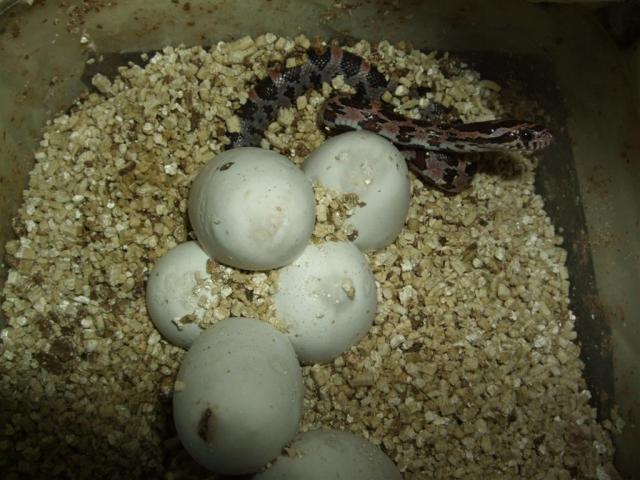 p.guttatus