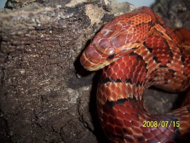 P. guttatus