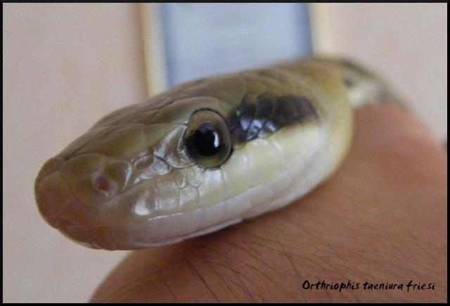 Orthriophis taeniura friesi  