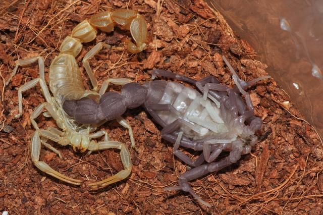 Androctonus bicolor