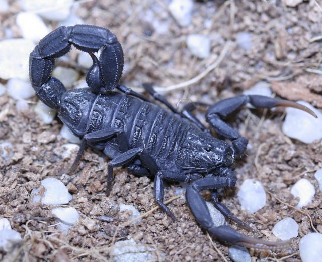 H. judaicus