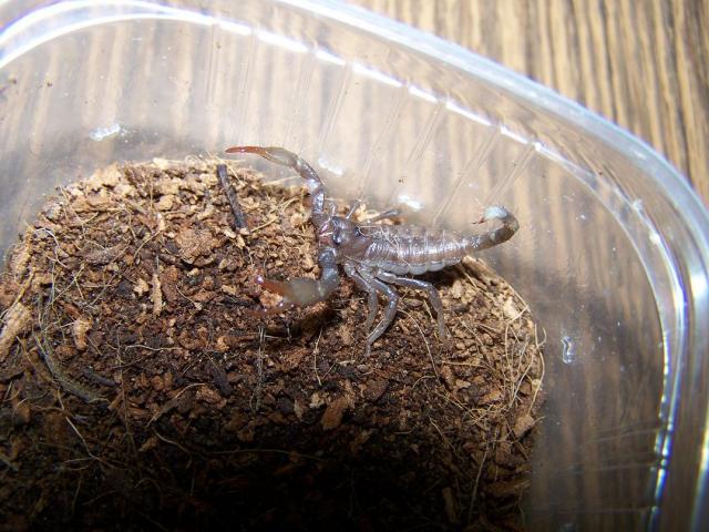 Pandinus imperator
