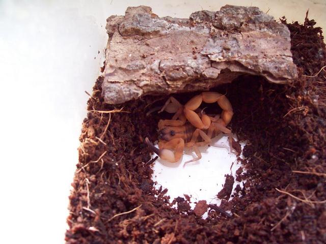 B. jacksoni