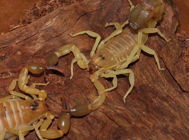 A. australis Tunisian