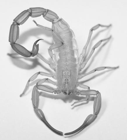 Skorpionas