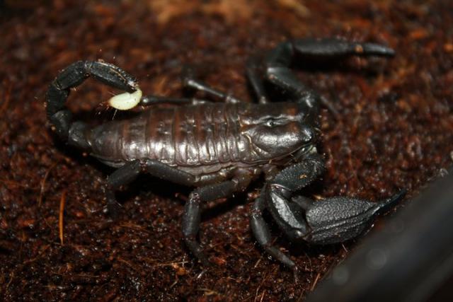 Skorpionas