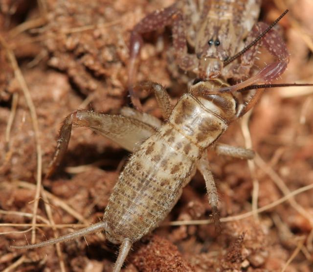 Tityus falconensis