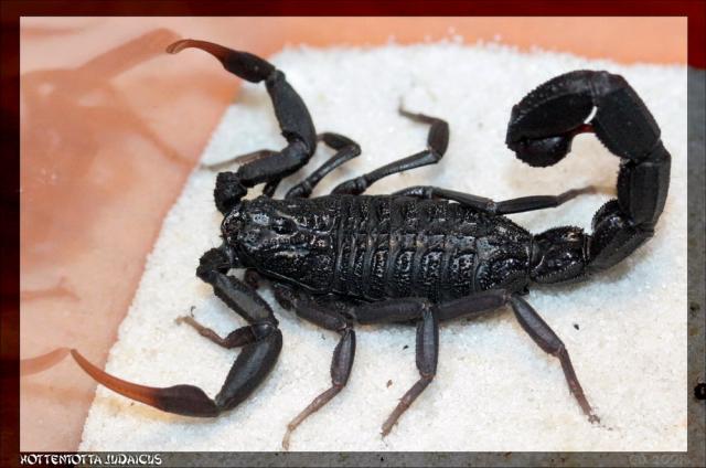 H. judaicus