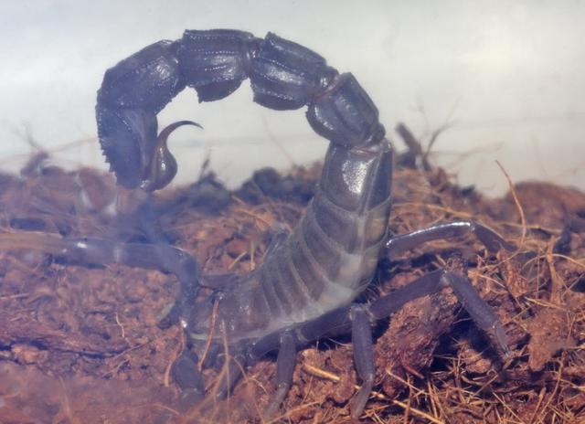 Androctonus bicolor