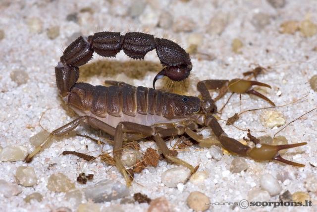 Parabuthus transvaalicus