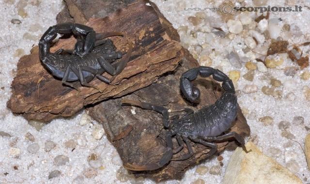 Hottentotta judaicus