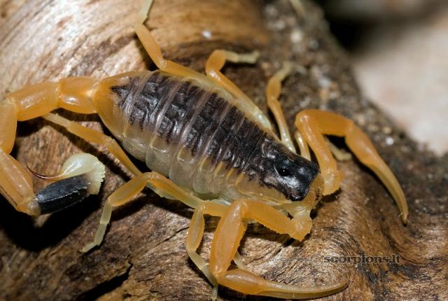 Leiurus quinquestriatus hebraeus
