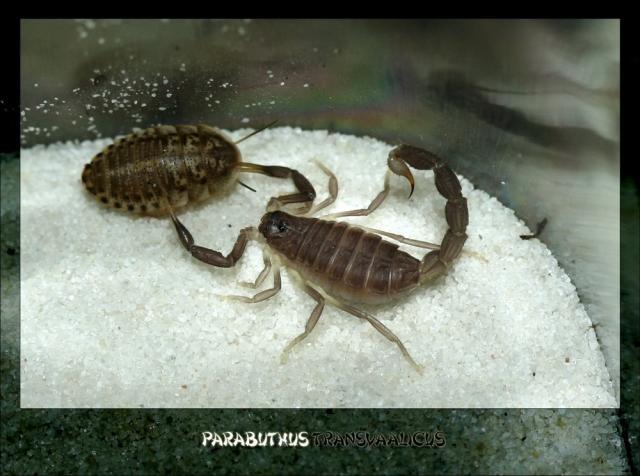 Parabuthus transvaalicus