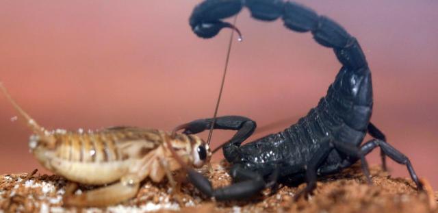 Hottentotta judaicus