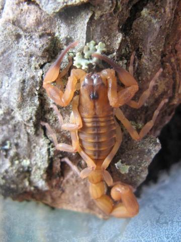 Babycurus jacksoni