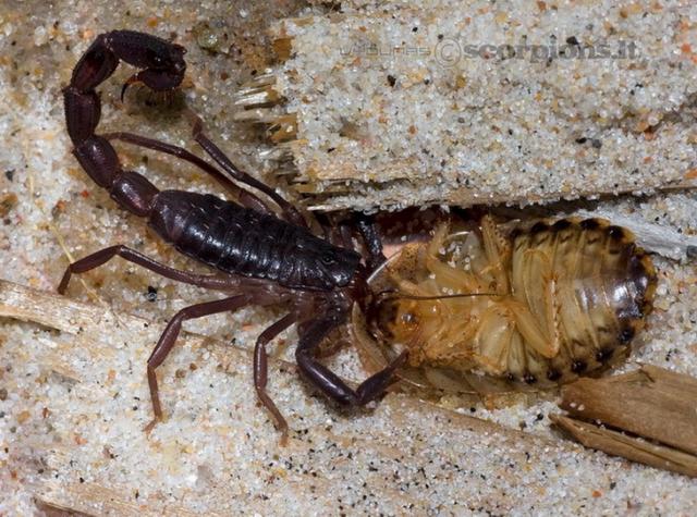 Parabuthus villosus black morph