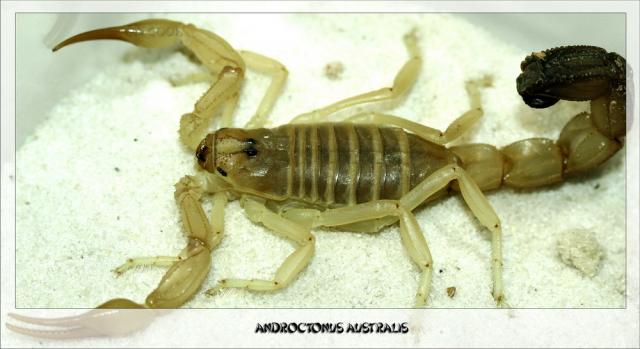 A. australis