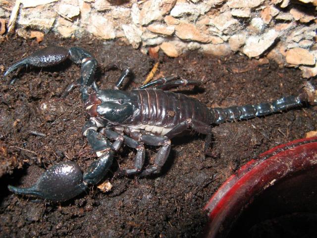 H. spinifer