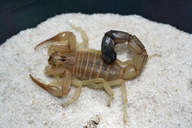 Androctonus australis 
