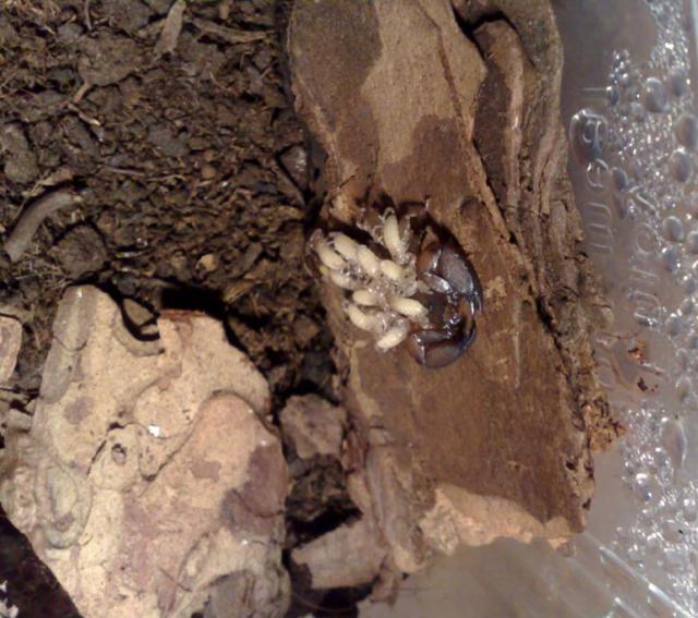 L. australasiae