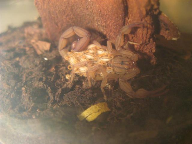 Centruroides meisei