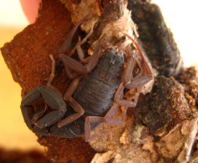 centruroides nigrescens