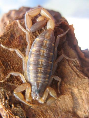 Centruroides hentzi
